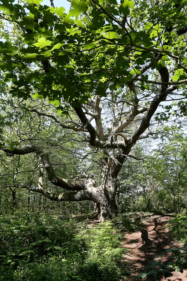 031 | 2019 | Insel Vilm | © carsten riede fotografie