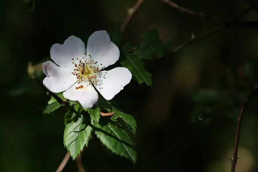 032 | 2019 | Insel Vilm | © carsten riede fotografie