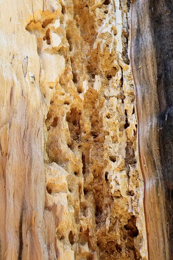 033 | 2019 | Insel Vilm | © carsten riede fotografie