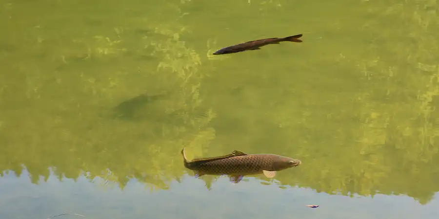 109 | 2019 | Riessersee | © carsten riede fotografie