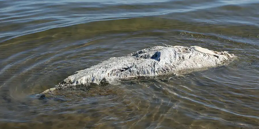 006 | 2020 | Punta Del Fangar | © carsten riede fotografie