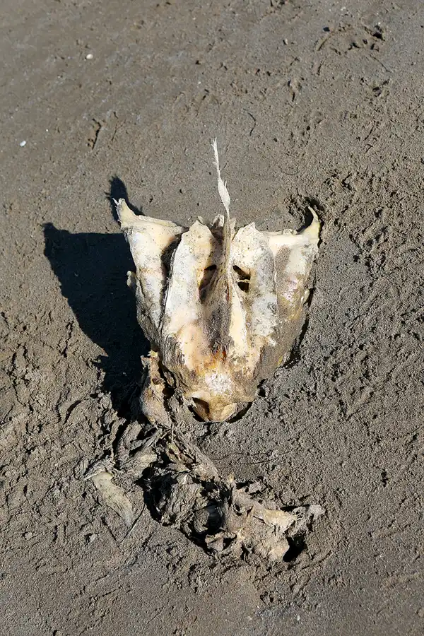 007 | 2020 | Punta Del Fangar | © carsten riede fotografie