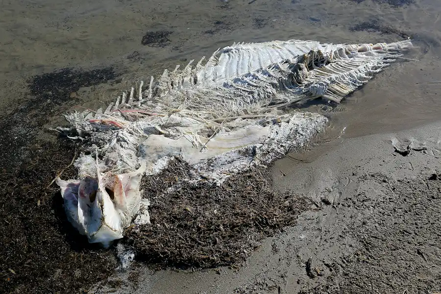 009 | 2020 | Punta Del Fangar | © carsten riede fotografie