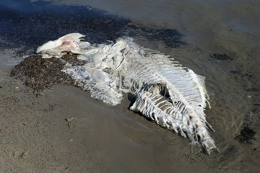 010 | 2020 | Punta Del Fangar | © carsten riede fotografie