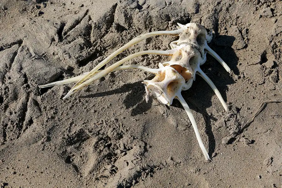011 | 2020 | Punta Del Fangar | © carsten riede fotografie