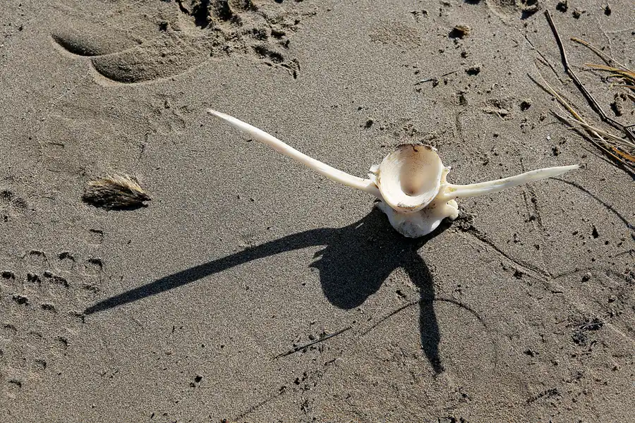 012 | 2020 | Punta Del Fangar | © carsten riede fotografie