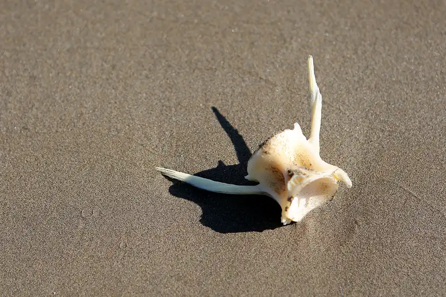 014 | 2020 | Punta Del Fangar | © carsten riede fotografie