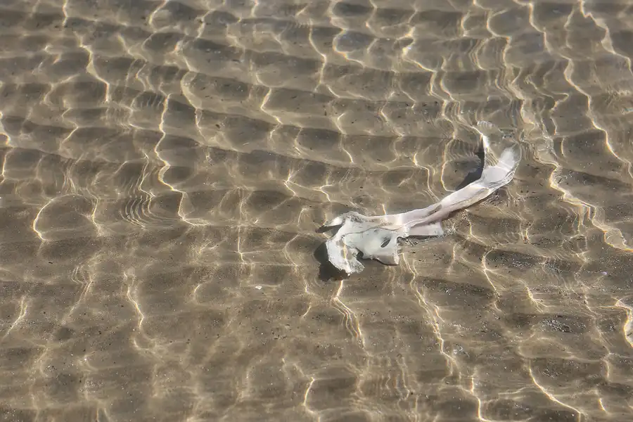 015 | 2020 | Punta Del Fangar | © carsten riede fotografie