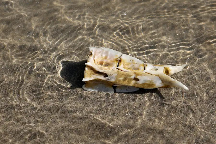 016 | 2020 | Punta Del Fangar | © carsten riede fotografie