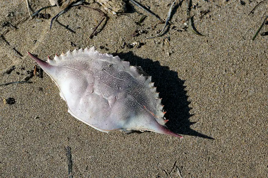 018 | 2020 | Punta Del Fangar | © carsten riede fotografie