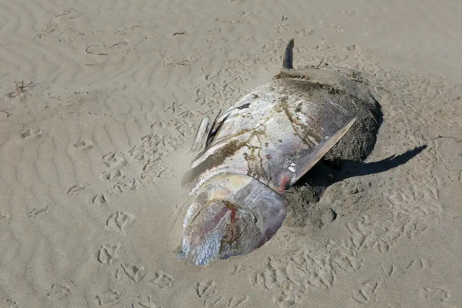 035 | 2020 | Punta Del Fangar | © carsten riede fotografie