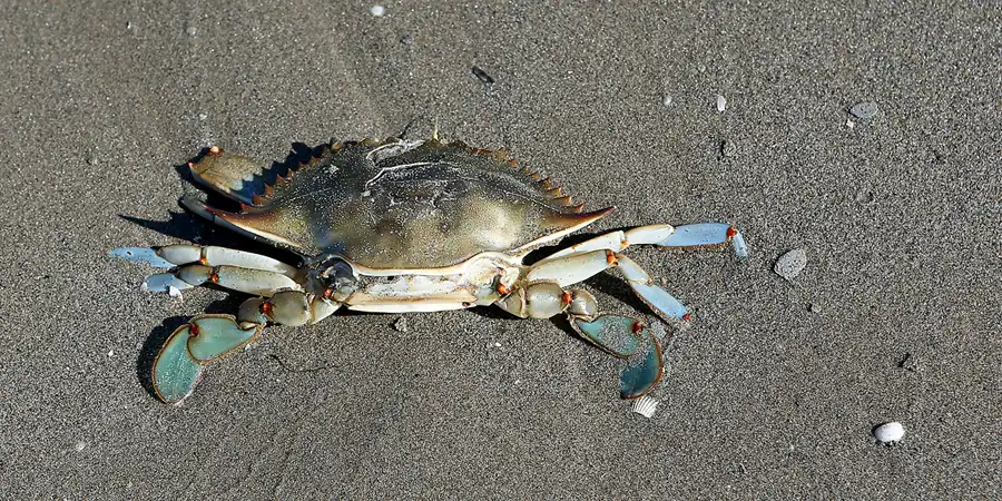 043 | 2020 | Punta Del Fangar | © carsten riede fotografie