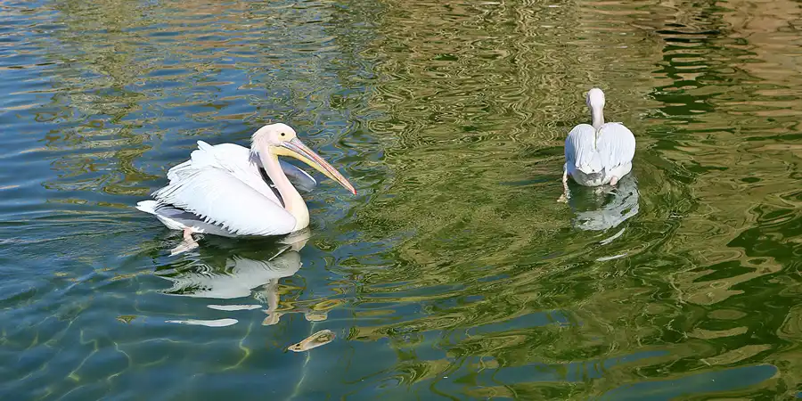 002 | 2020 | Valencia | Ciutat de les Arts i les Ciències – L&rsquo; oceanogràfic | © carsten riede fotografie