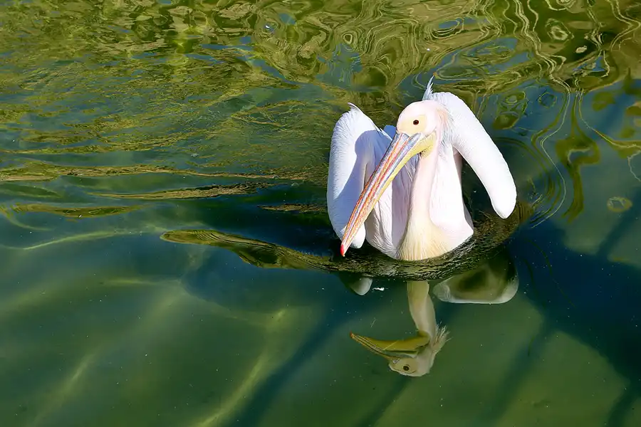 003 | 2020 | Valencia | Ciutat de les Arts i les Ciències – L&rsquo; oceanogràfic | © carsten riede fotografie