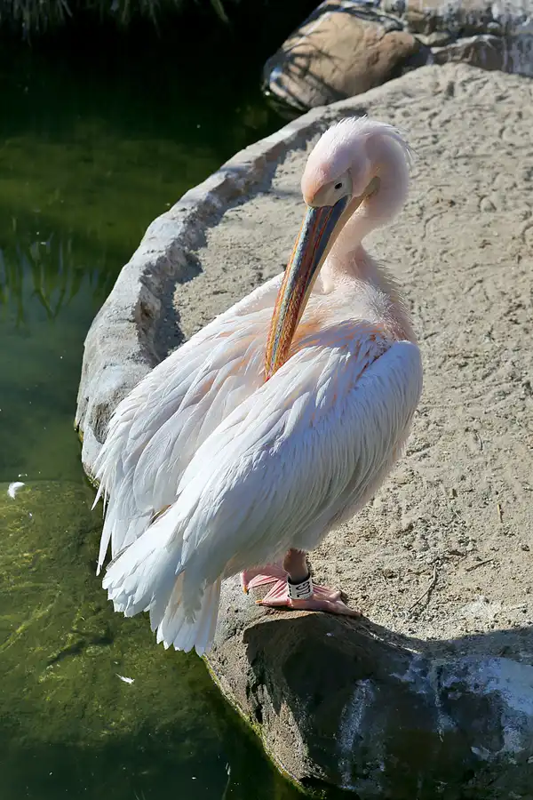 004 | 2020 | Valencia | Ciutat de les Arts i les Ciències – L&rsquo; oceanogràfic | © carsten riede fotografie