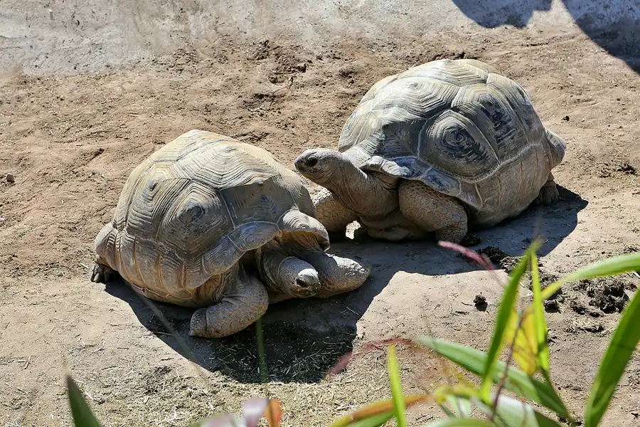 011 | 2020 | Valencia | Ciutat de les Arts i les Ciències – L&rsquo; oceanogràfic | © carsten riede fotografie