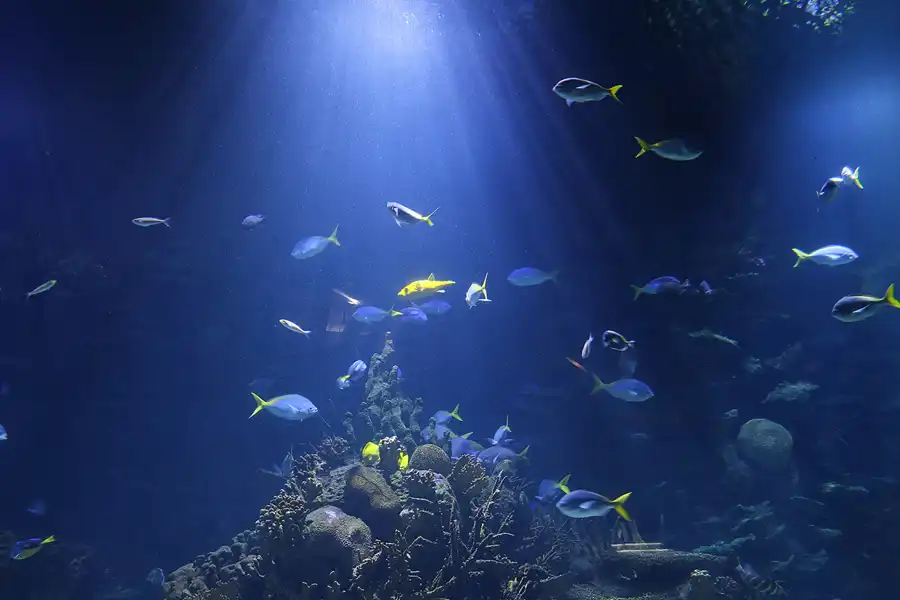022 | 2020 | Valencia | Ciutat de les Arts i les Ciències – L&rsquo; oceanogràfic | © carsten riede fotografie