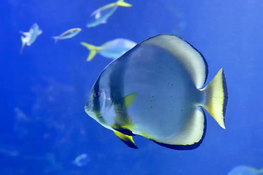 025 | 2020 | Valencia | Ciutat de les Arts i les Ciències – L&rsquo; oceanogràfic | © carsten riede fotografie