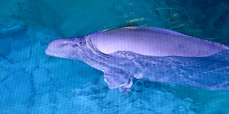 026 | 2020 | Valencia | Ciutat de les Arts i les Ciències – L&rsquo; oceanogràfic | © carsten riede fotografie