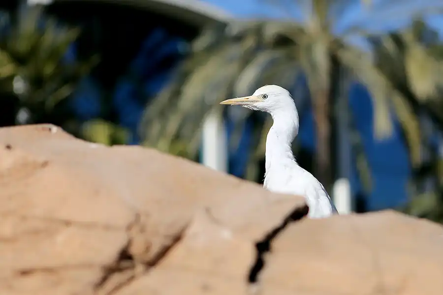 042 | 2020 | Valencia | Ciutat de les Arts i les Ciències – L&rsquo; oceanogràfic | © carsten riede fotografie
