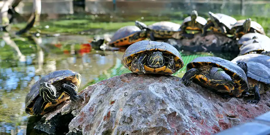 043 | 2020 | Valencia | Ciutat de les Arts i les Ciències – L&rsquo; oceanogràfic | © carsten riede fotografie