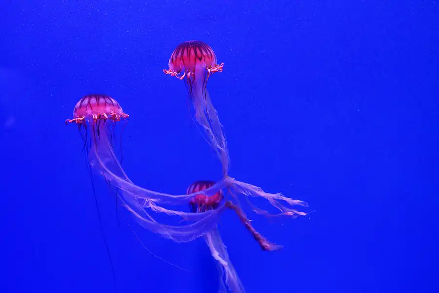 051 | 2020 | Valencia | Ciutat de les Arts i les Ciències – L&rsquo; oceanogràfic | © carsten riede fotografie