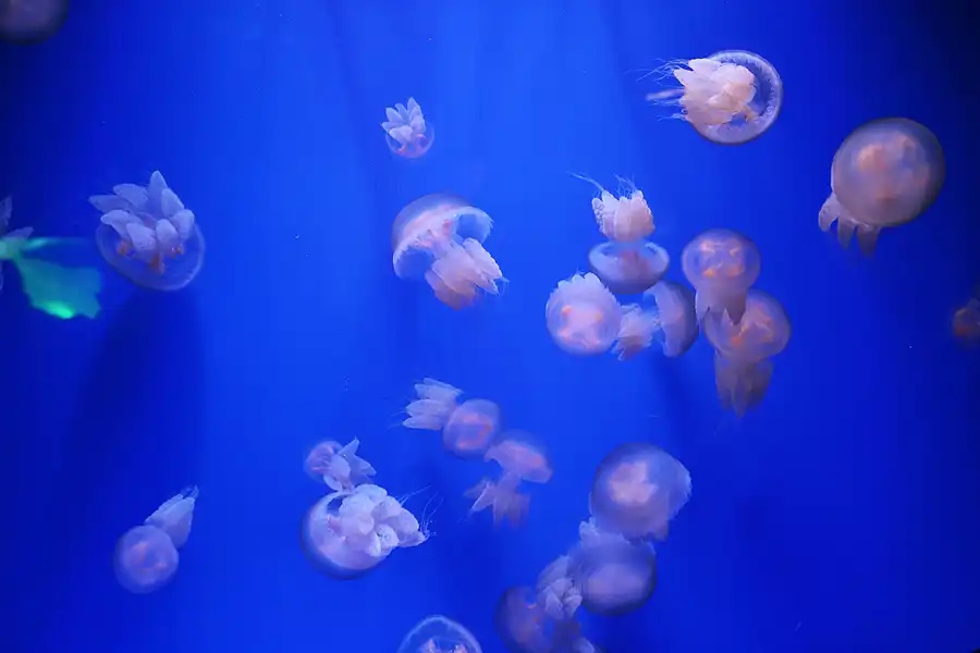 053 | 2020 | Valencia | Ciutat de les Arts i les Ciències – L&rsquo; oceanogràfic | © carsten riede fotografie