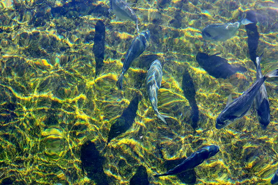 060 | 2020 | Valencia | Ciutat de les Arts i les Ciències – L&rsquo; oceanogràfic | © carsten riede fotografie