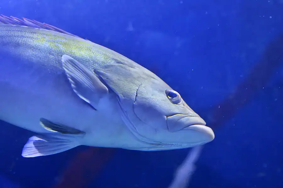 064 | 2020 | Valencia | Ciutat de les Arts i les Ciències – L&rsquo; oceanogràfic | © carsten riede fotografie