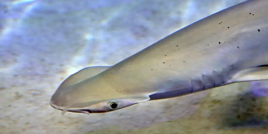 067 | 2020 | Valencia | Ciutat de les Arts i les Ciències – L&rsquo; oceanogràfic | © carsten riede fotografie