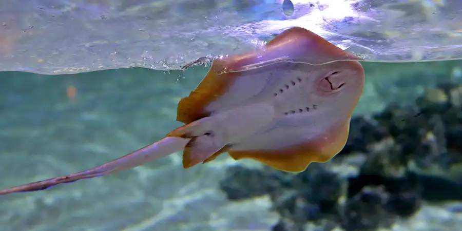 069 | 2020 | Valencia | Ciutat de les Arts i les Ciències – L&rsquo; oceanogràfic | © carsten riede fotografie