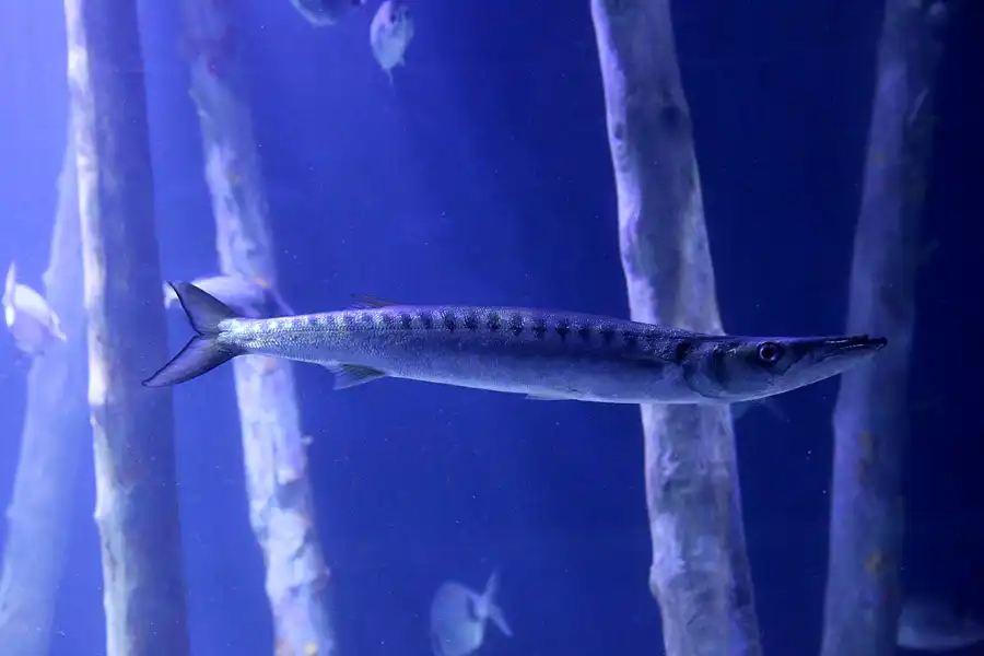 073 | 2020 | Valencia | Ciutat de les Arts i les Ciències – L&rsquo; oceanogràfic | © carsten riede fotografie