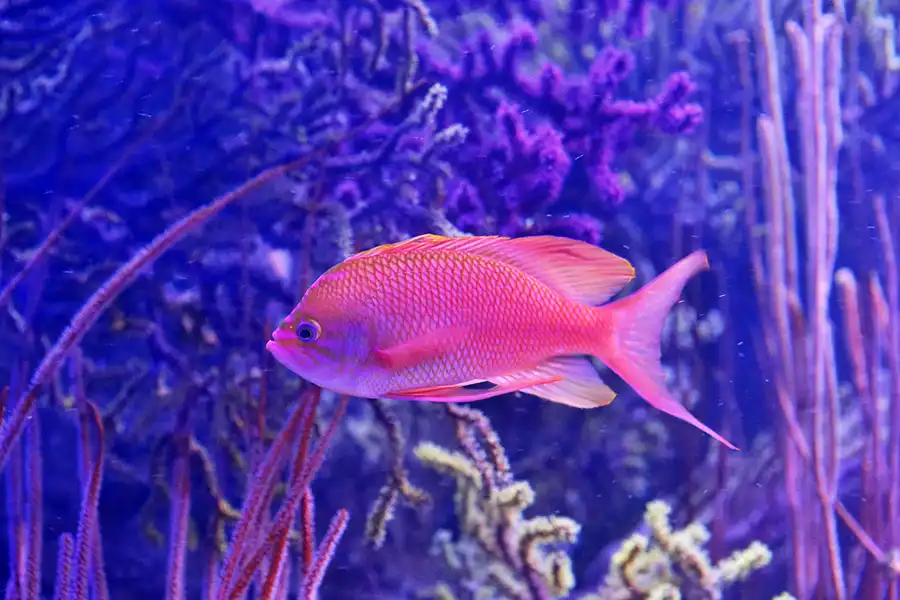 074 | 2020 | Valencia | Ciutat de les Arts i les Ciències – L&rsquo; oceanogràfic | © carsten riede fotografie