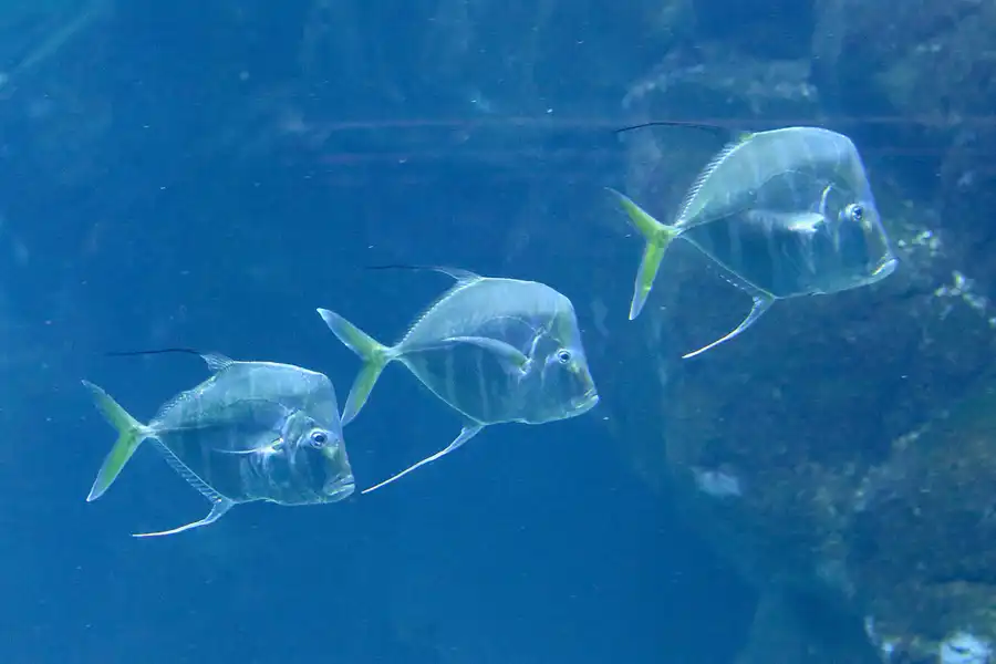 078 | 2020 | Valencia | Ciutat de les Arts i les Ciències – L&rsquo; oceanogràfic | © carsten riede fotografie