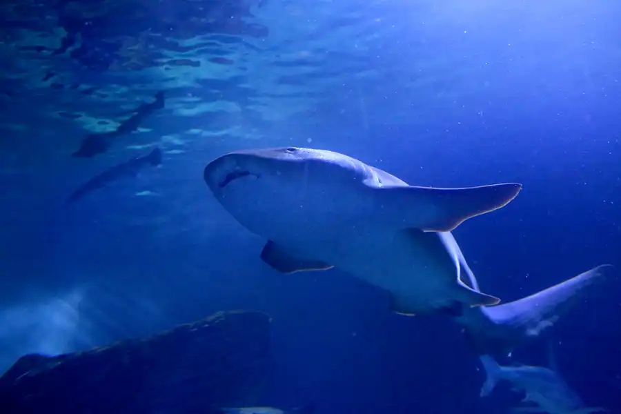 084 | 2020 | Valencia | Ciutat de les Arts i les Ciències – L&rsquo; oceanogràfic | © carsten riede fotografie