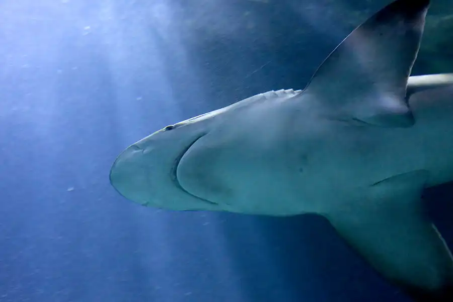 086 | 2020 | Valencia | Ciutat de les Arts i les Ciències – L&rsquo; oceanogràfic | © carsten riede fotografie