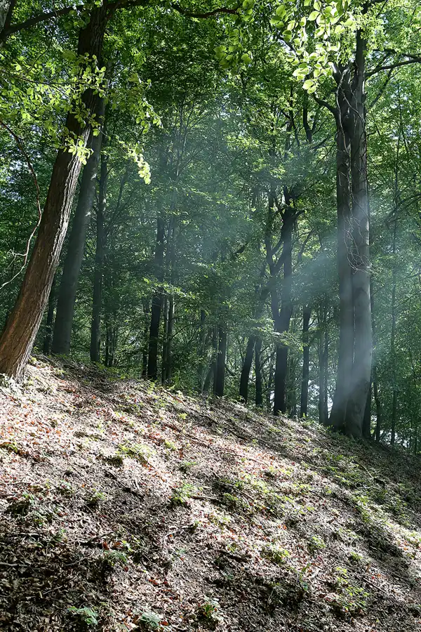 038 | 2020 | Muskauer Heide | © carsten riede fotografie