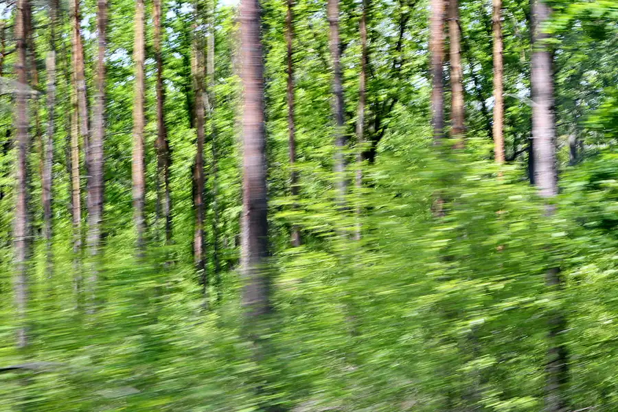 043 | 2020 | Muskauer Heide | © carsten riede fotografie