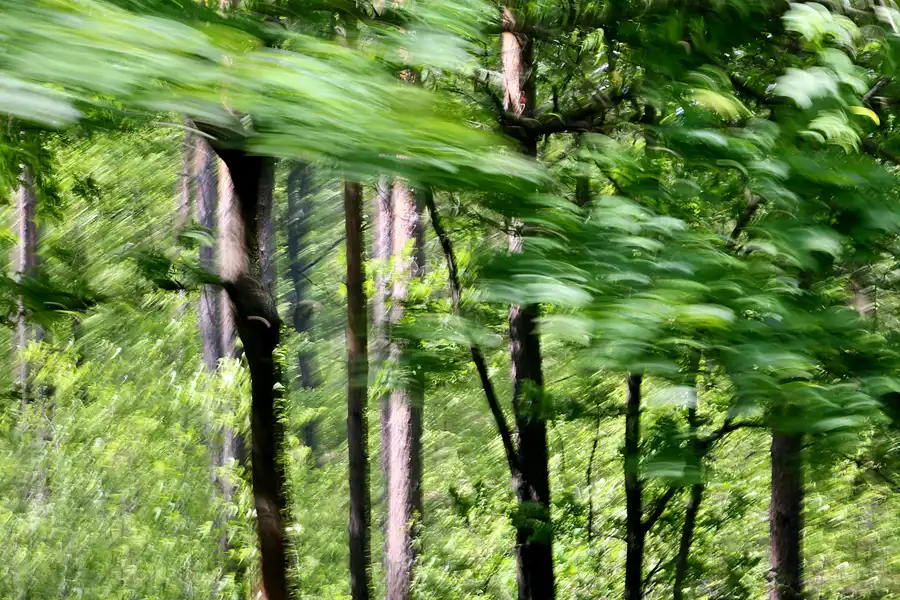 048 | 2020 | Muskauer Heide | © carsten riede fotografie