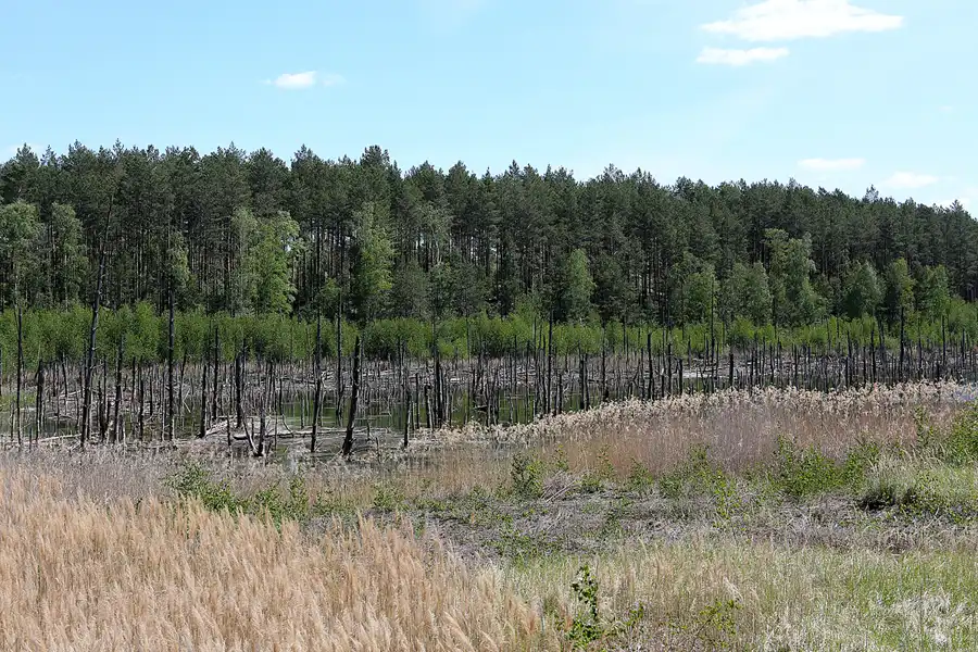 050 | 2020 | Muskauer Heide | © carsten riede fotografie