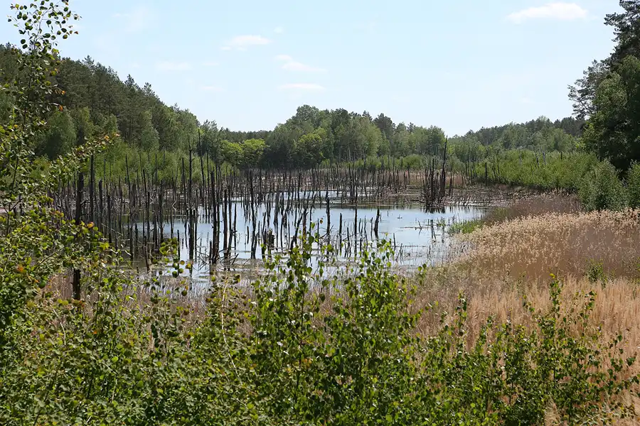 052 | 2020 | Muskauer Heide | © carsten riede fotografie