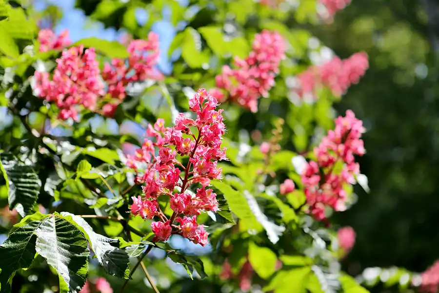 058 | 2020 | Muskauer Heide | © carsten riede fotografie