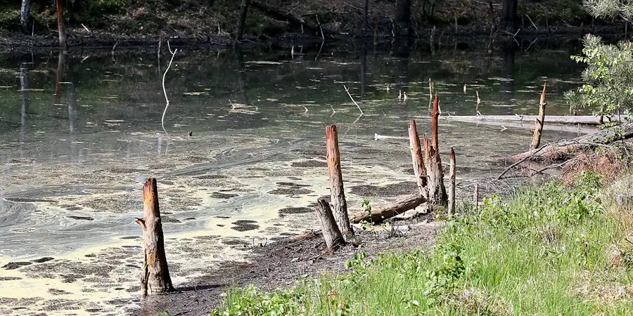 077 | 2020 | Muskauer Heide | © carsten riede fotografie