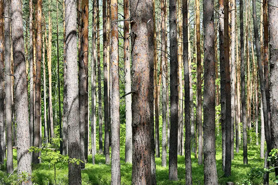 078 | 2020 | Muskauer Heide | © carsten riede fotografie