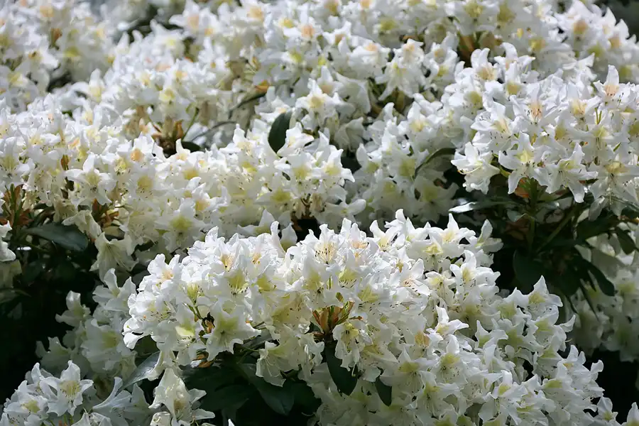 039 | 2020 | Zittau | © carsten riede fotografie