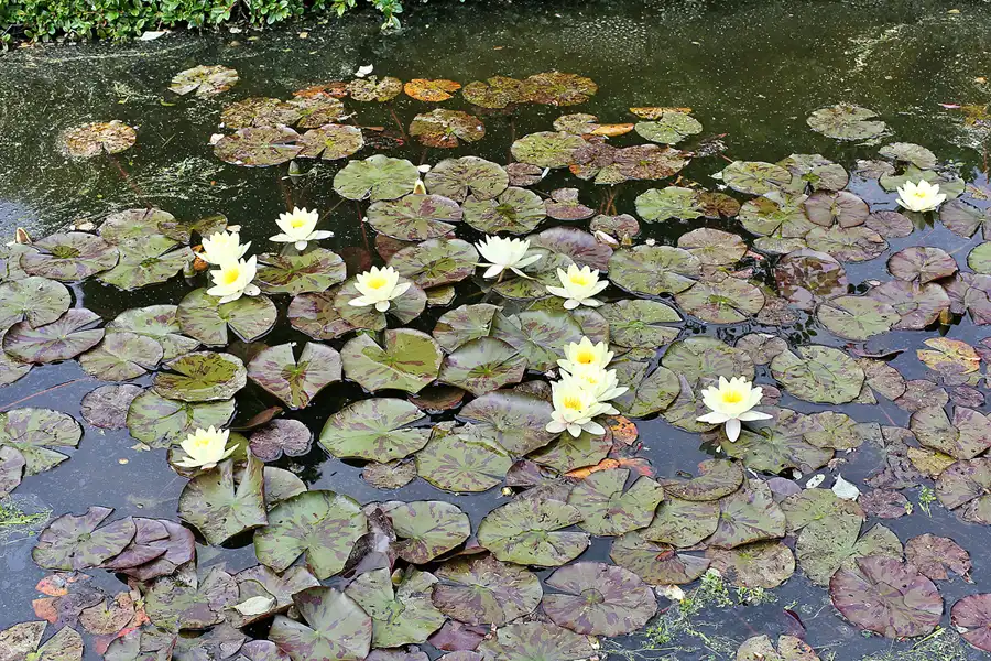 053 | 2020 | Gingst | Rügen Park | © carsten riede fotografie