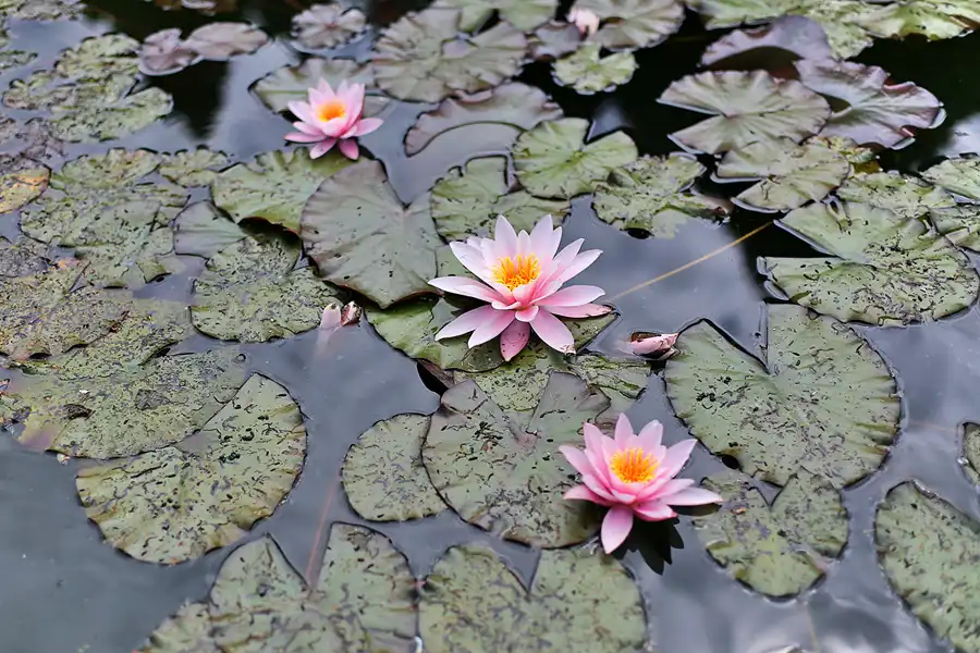 057 | 2020 | Gingst | Rügen Park | © carsten riede fotografie