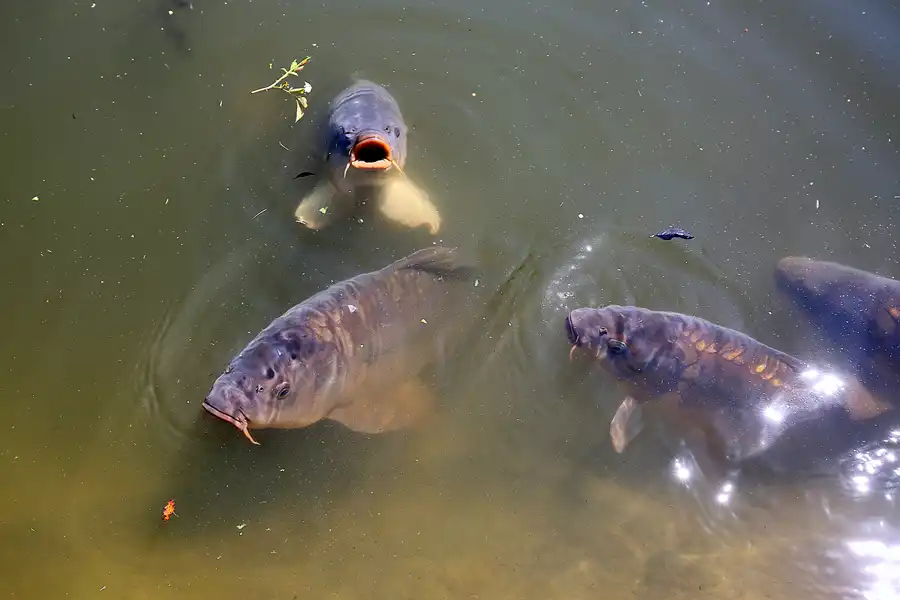 084 | 2020 | Gingst | Rügen Park | © carsten riede fotografie
