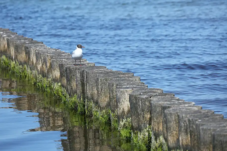 189 | 2020 | Hiddensee | © carsten riede fotografie