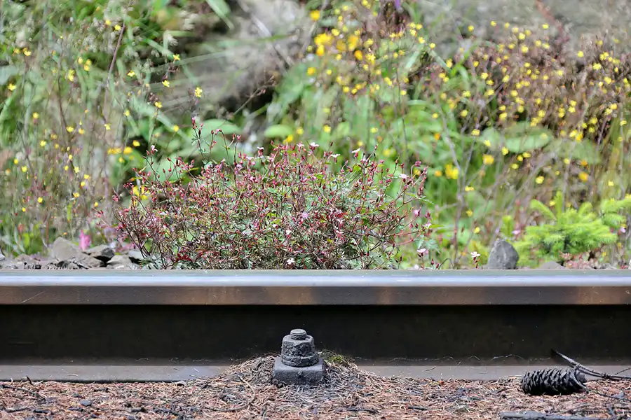 118 | 2020 | Schierke | Brockenbahn | © carsten riede fotografie